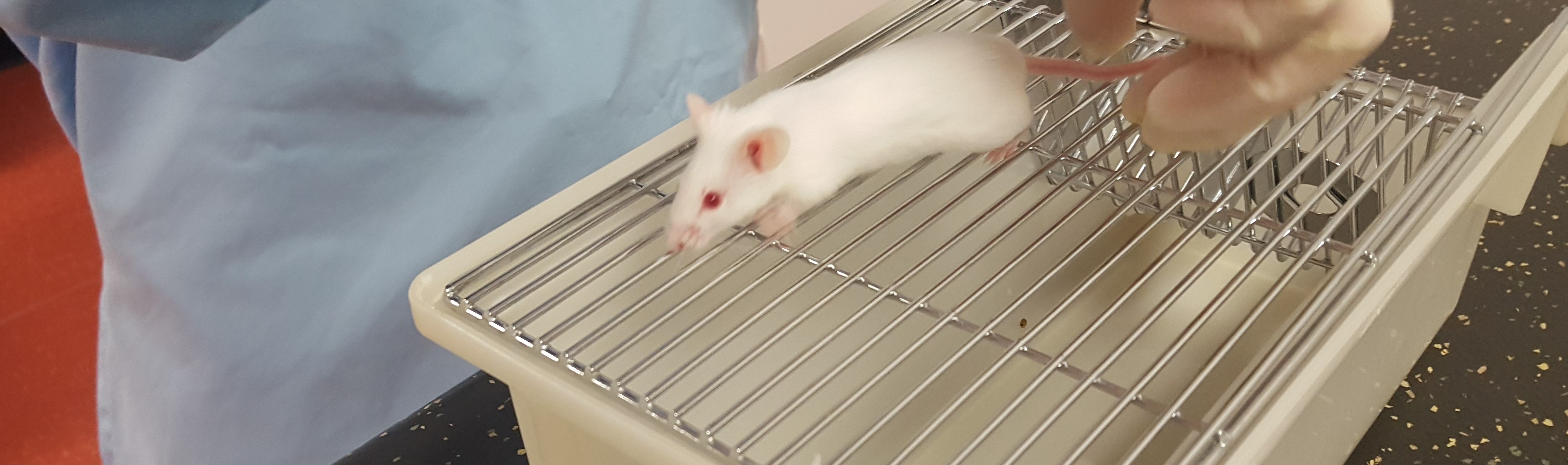 Learn: Animal Technology - Diploma | Learn